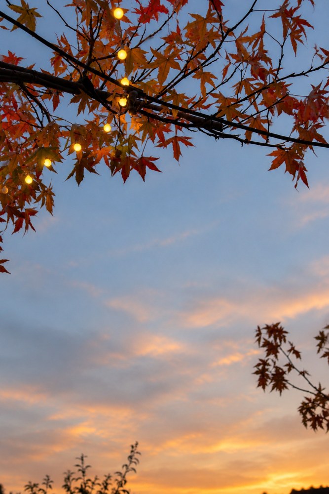 Herbstlaub mit Lichterkette vor dem Abendhimmel